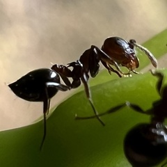 Crematogaster cerasi