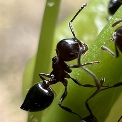 Crematogaster cerasi