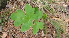 Heracleum sphondylium sibiricum