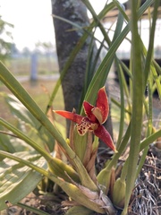 Maxillaria tenuifolia