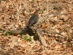 Turdus merula