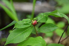 Contarinia cerasiserotinae