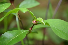 Contarinia cerasiserotinae