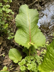 Rumex obtusifolius