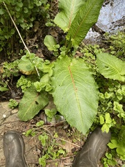Rumex obtusifolius