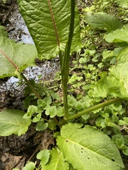 Rumex obtusifolius