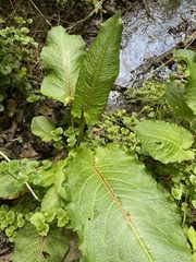 Rumex obtusifolius