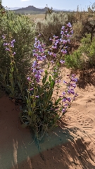 Penstemon pachyphyllus congestus