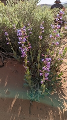 Penstemon pachyphyllus congestus