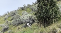 Aves