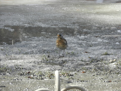 Turdus pilaris