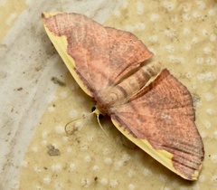 Nothomiza flavicosta