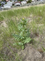 Sisymbrium loeselii