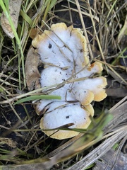 Crepidotus praecipuus