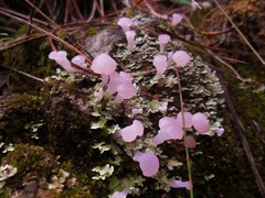 Phyllobaeis imbricata