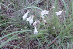 Penstemon arkansanus
