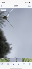 Pieris rapae