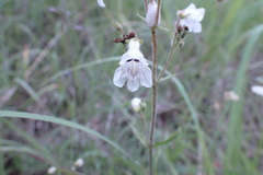 Penstemon arkansanus