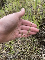 Lomatium simplex
