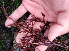 Halymeniaceae
