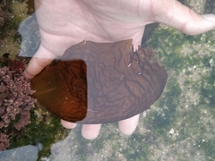 Laminariaceae
