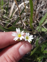 Cerastium beeringianum