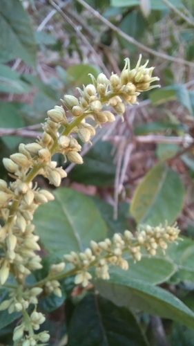Trigonia nivea (Trigonia nivea)
