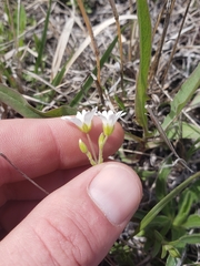 Cerastium beeringianum