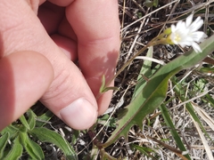 Cerastium beeringianum