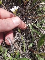 Cerastium beeringianum