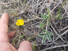 Potentilla concinna