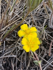Potentilla concinna