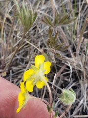 Potentilla concinna
