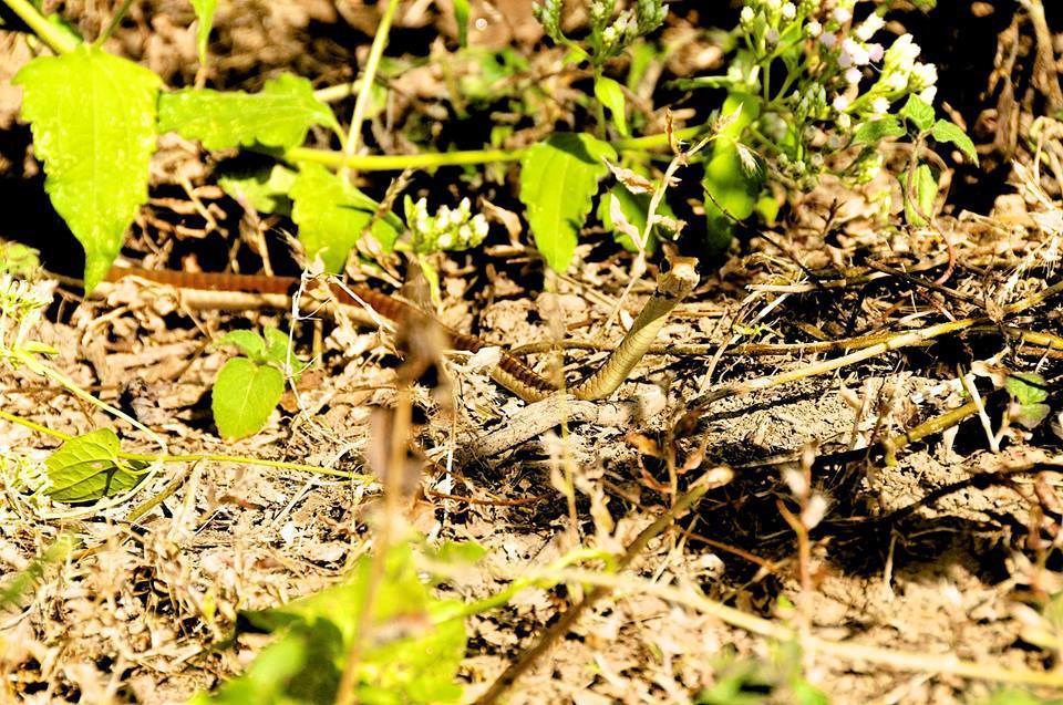 Common Bronzeback Tree Snake from Gelephu, Bhutan on December 14, 2015 ...