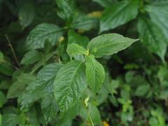 Strobilanthes formosana