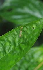 Necyla formosana