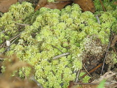 Sphagnum strictum