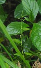 Ichnanthus pallens
