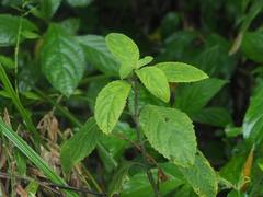 Gomphostemma chinense