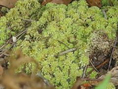 Sphagnum strictum