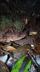 Phanerochaete sordida