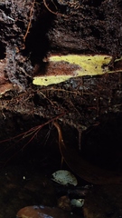 Phanerochaete sordida