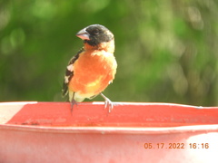 Pheucticus melanocephalus