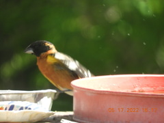Pheucticus melanocephalus