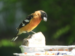Pheucticus melanocephalus