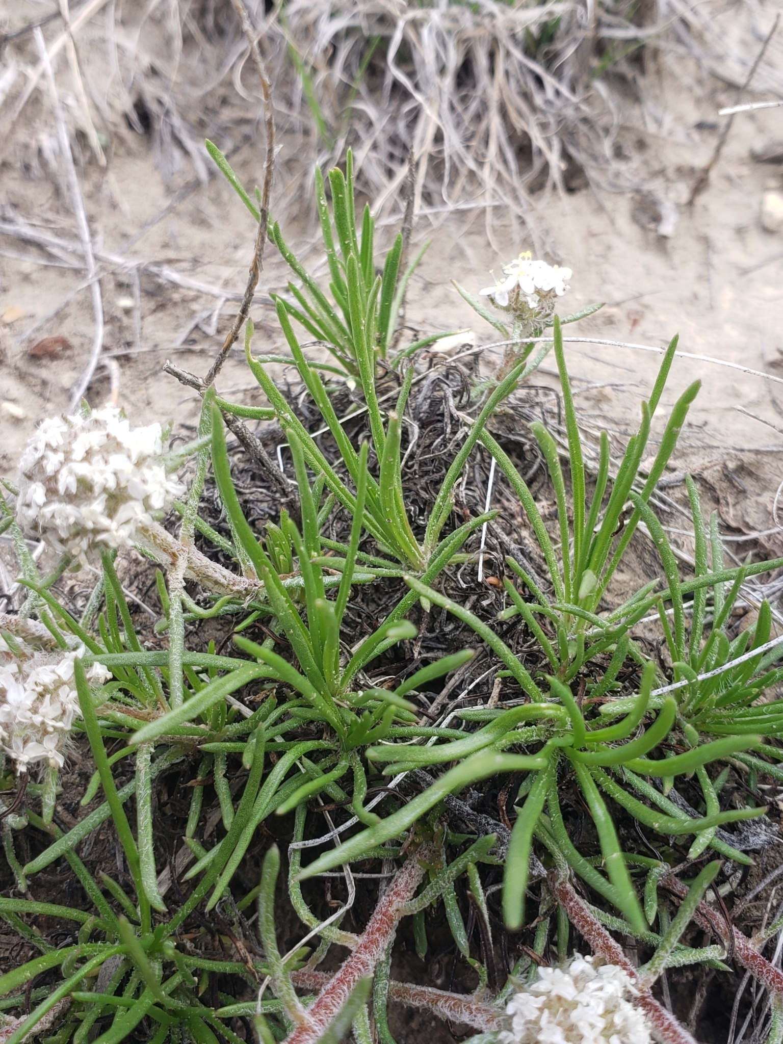 Ipomopsis congesta ssp. pseudotypica