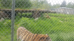 Panthera tigris altaica
