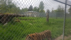 Panthera tigris altaica
