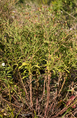 Stevia cinerascens