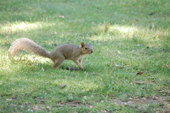 Sciurus niger